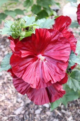 Hibiscus moscheutos 'Robert Fleming' - ibišek bahenní - květy